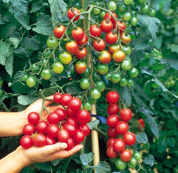 how to grow cherry tomatoes at home