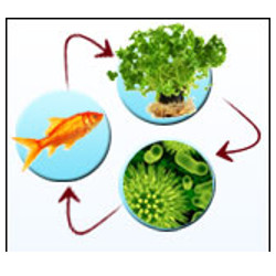 aquaponics