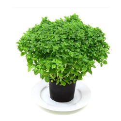 basil plant