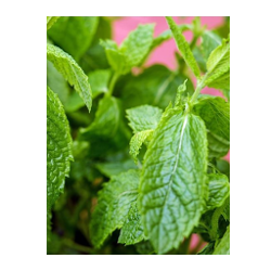 mint leaves