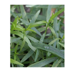 french tarragon