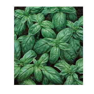 grow genovese basil