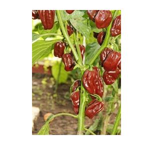 habenero pepper