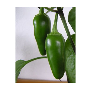 jalapeno pepper