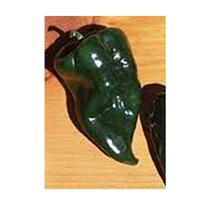 poblano pepper