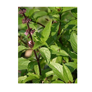 thai basil