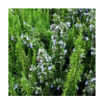 tuscan blue rosemary