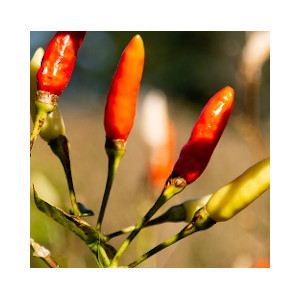 african bird's eye chili pepper