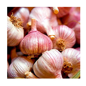 germidour garlic.