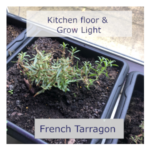 grow tarragon indoors