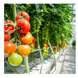 hydroponic greenhouse tomato