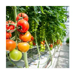 hydroponic greenhouse tomato