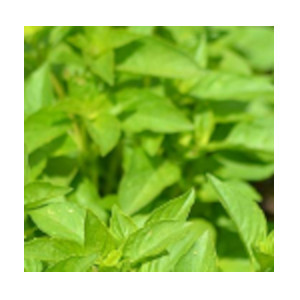 lemon basil recipes