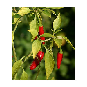 thai chilli pepper